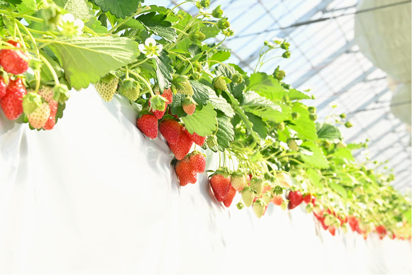 アットファームの画像