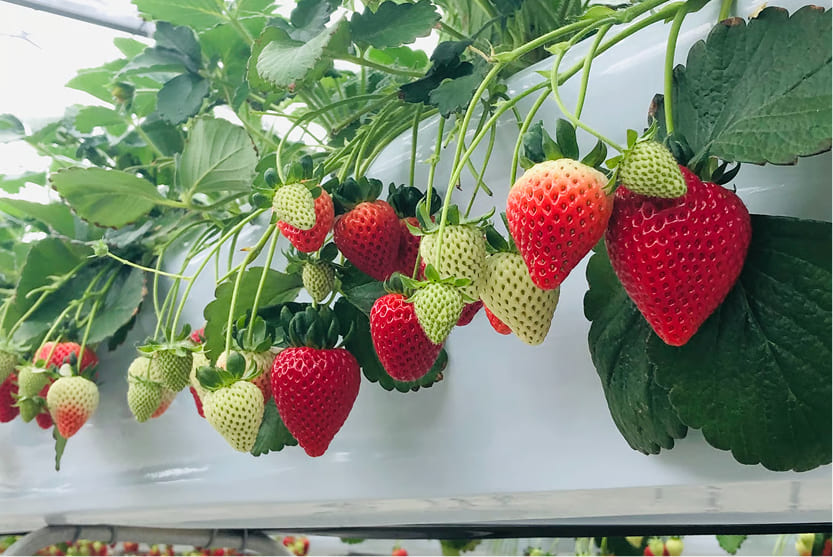 いちごドリーム江南の画像