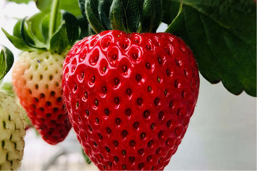 いちごドリーム江南の画像