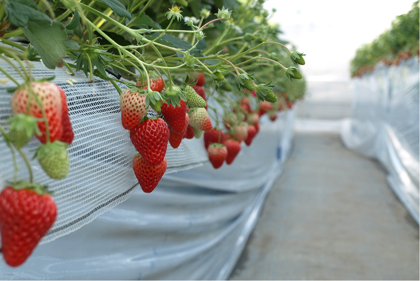 越谷いちごタウンの画像