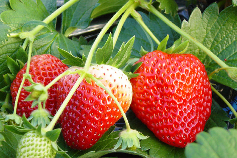 ただかね農園の画像